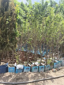 نهالستان سبز