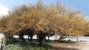 فضای سبز