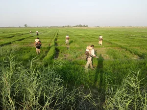زمین های کشاورزی