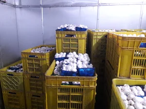 شرکت قارچ چشمه