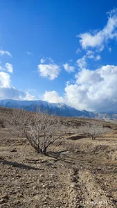 انجیرستان