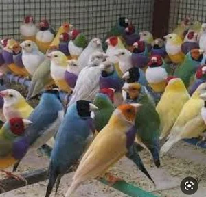 پرنده فروشی