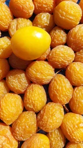محصولات ارگانیک و محلی آویشه 5