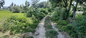 تیپاکس باغستان