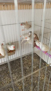 پرنده سرای بهار