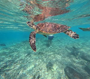 Seeb Sea Tours (Snorkelling in Dimaniyat Islands)