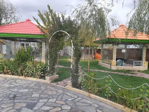 پیتزا چیترا