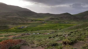 شکرچمن آلفا گوزسی