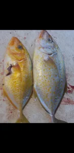 کافه صبحانه صوفیا 3