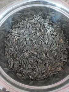 تخمه داغ امین