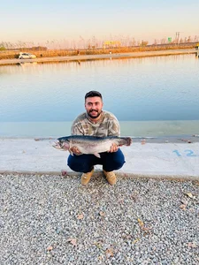 دریاچه بید وحشی