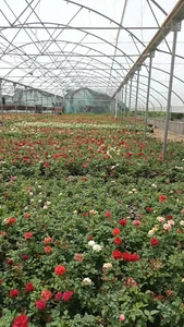 باغ گل مروارید