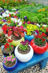 گلخانه و گل فروشی کیانی
