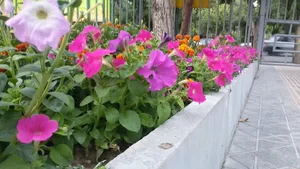 شهرداری شهرکرد