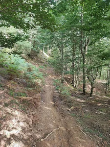 مسیر جنگلی به بره سر
