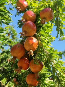 انار سرای مهرسا