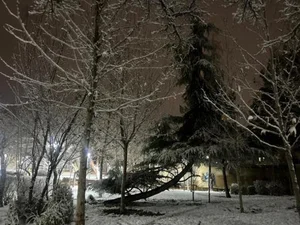 بوستان نژاد فلاح 5