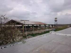 Foroughi Cattle Farm