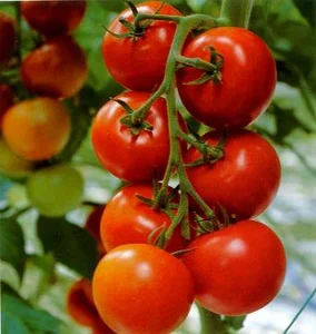 گلخانه پارس بهار جنوب