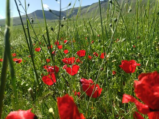 باغ زارعی