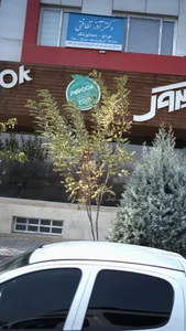 دکتر آذر نظافتی