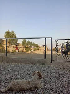 باشگاه سوارکاری و کافه نعل
