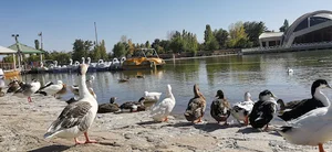 شهر بازی گلبهار