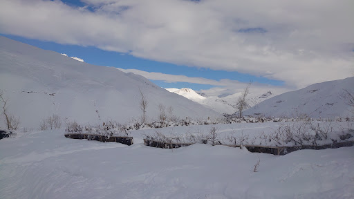 پامی نخود