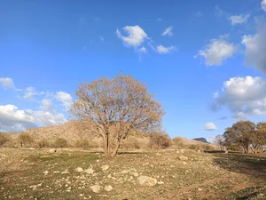 جنگلهای بلوط