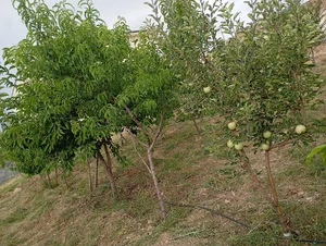 استان تهران شهرستان دماوند روستای گرمابسرد دشت اول منطقه شاهنشاه آریامهر