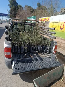 نهالستان دکتر ایزدی 4