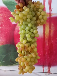 میوه فروشی علی صمدی