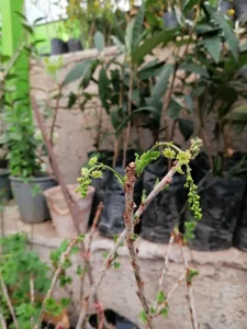 نهالستان آریا نهال 2