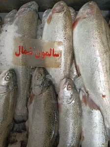 مرغ و ماهی روز 5