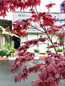 Miad Stone سنگ میعاد