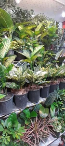 گل سرای عطرا 5