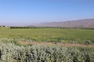 کارخانه رب دشت بهار