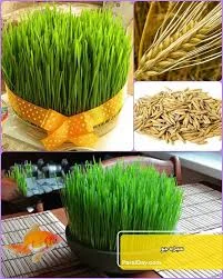 طرز تهیه سبزه جو برای عید نوروز متفاوت و زیبا + فوت و فن پر پشت شدن