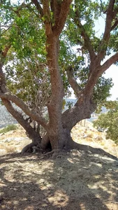 arka elyasi