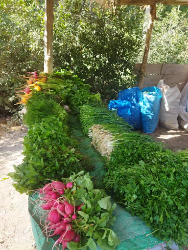 مزرعه سبزی محلی برادران محمدی
