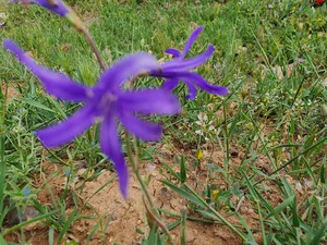 جاده بابابزرگ