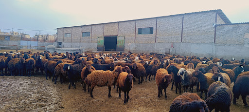 دامداری حاجی خداداد و پسرا