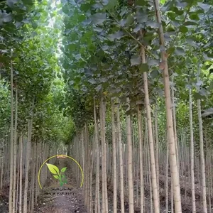 نهالستان طبیعت مهندس میرزایی 5