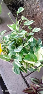 گلفروشی ملیا