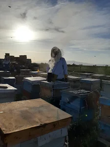فروشگاه عسل زنبورانه