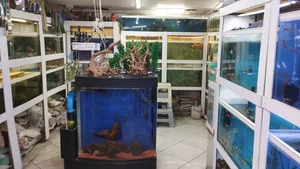 اکواریوم ارشیا