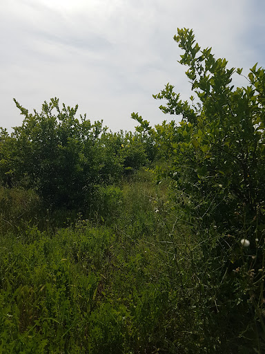 بوستان دیار