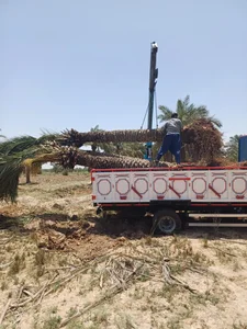نهالستان نخل 2