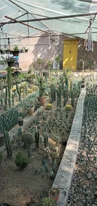 گلخانه دهکده کاکتوس خوی