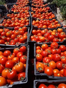 میوه تره بار مهدی نخعی 2